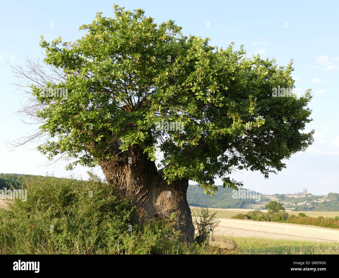 Rasierpinselbaum, Shaving Brush Tree, Old Oak Tree In The District Of Lichtenfels, Natural Monument, Upper Franconia Stock Photo