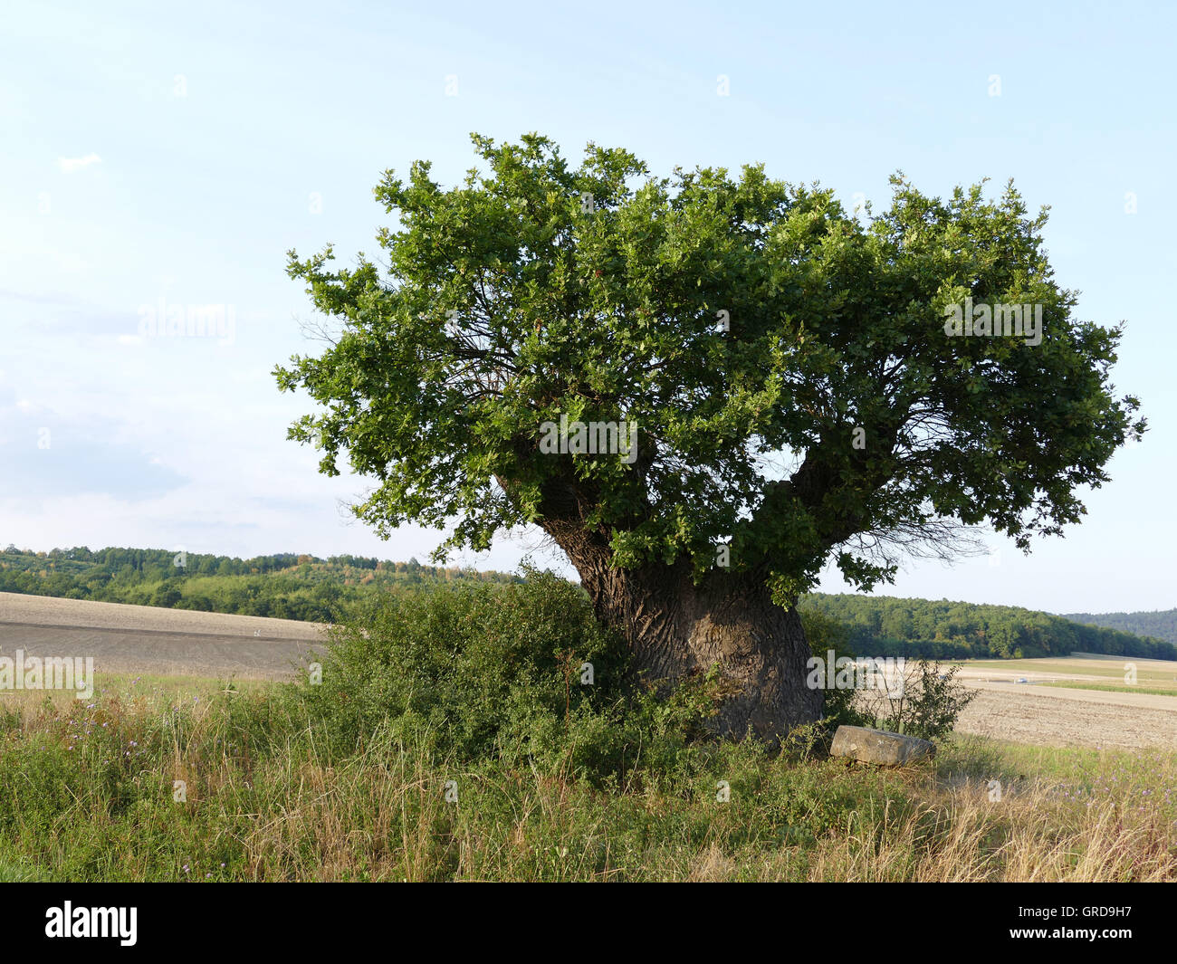 Rasierpinselbaum, Shaving Brush Tree, Old Oak Tree In The District Of Lichtenfels, Natural Monument, Upper Franconia Stock Photo