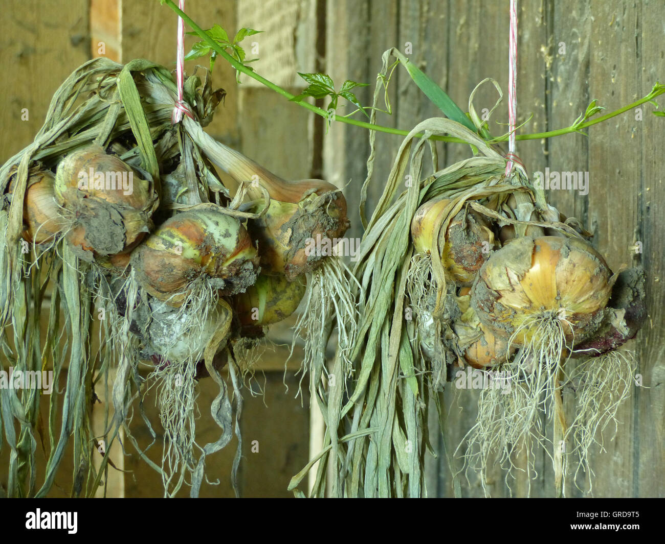 Onions Hung Up For Drying Stock Photo
