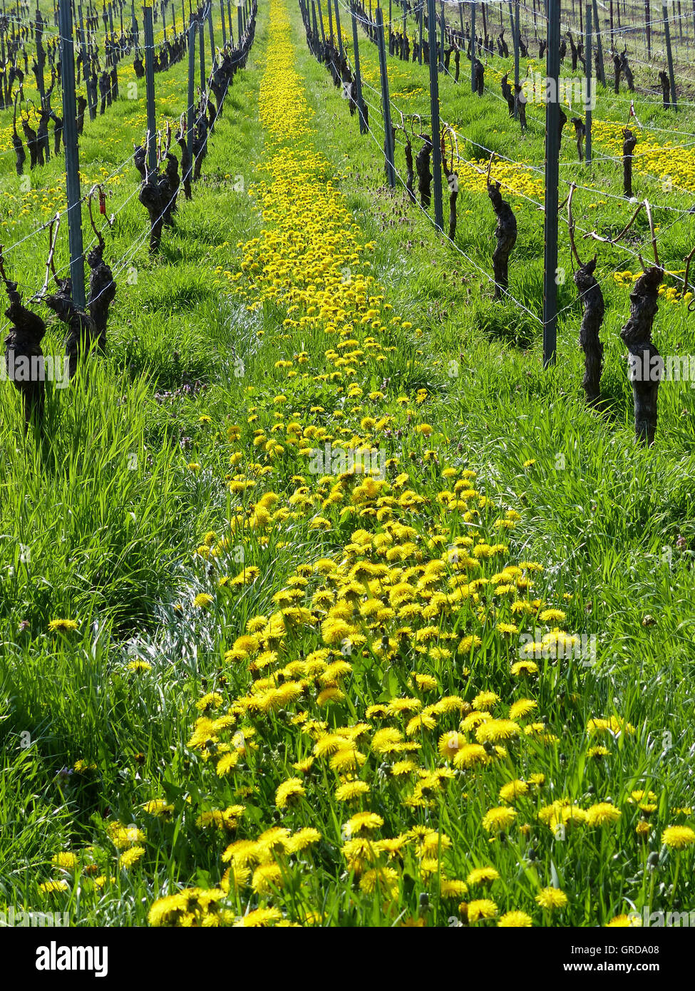 Eco-Viniculture, Organic Winegrowing In Rhinehesse, Germany Stock Photo
