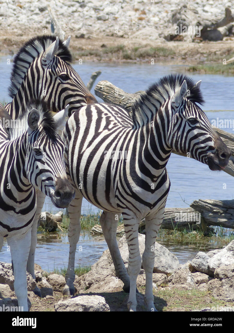 Zebras Standing At A Waterhole Stock Photo