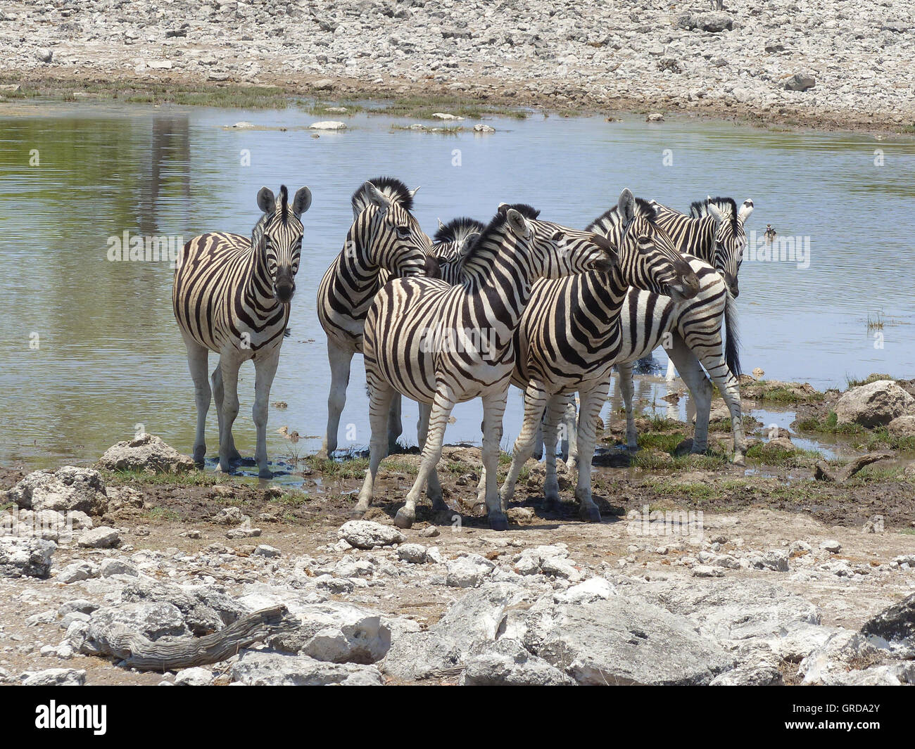 Herd Of Zebras At A Waterhole, Namibia Stock Photo