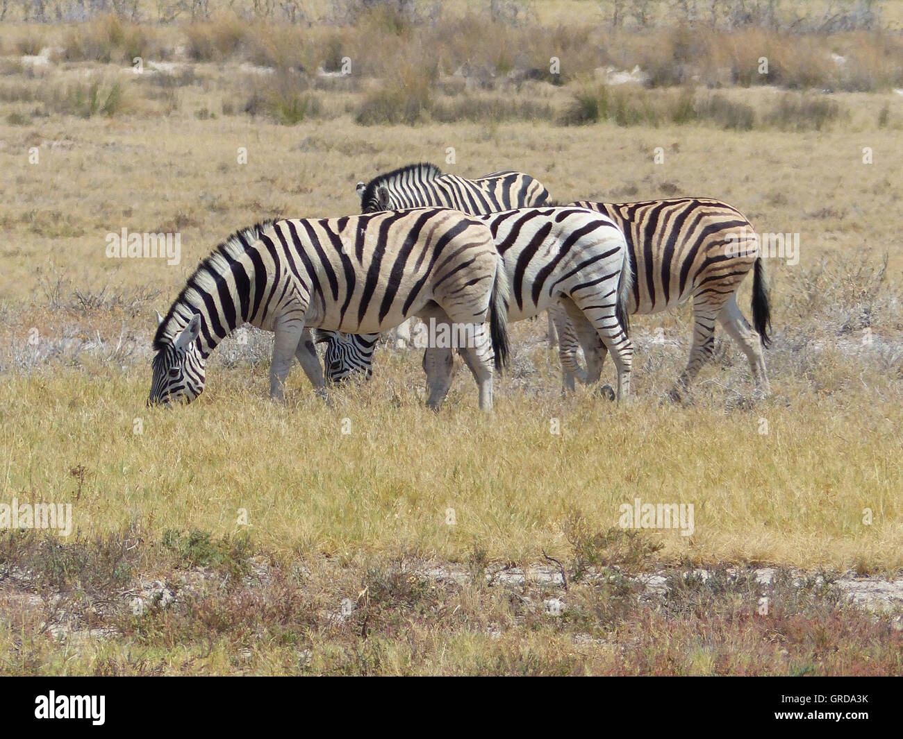 Grazing Zebras Stock Photo