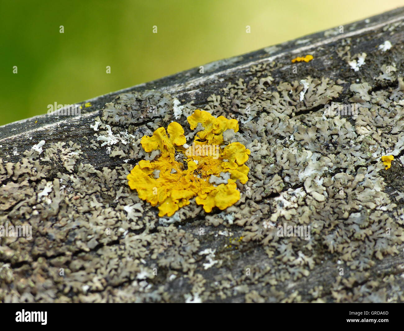 Yellow Lichen On Weathered Wood Stock Photo Alamy