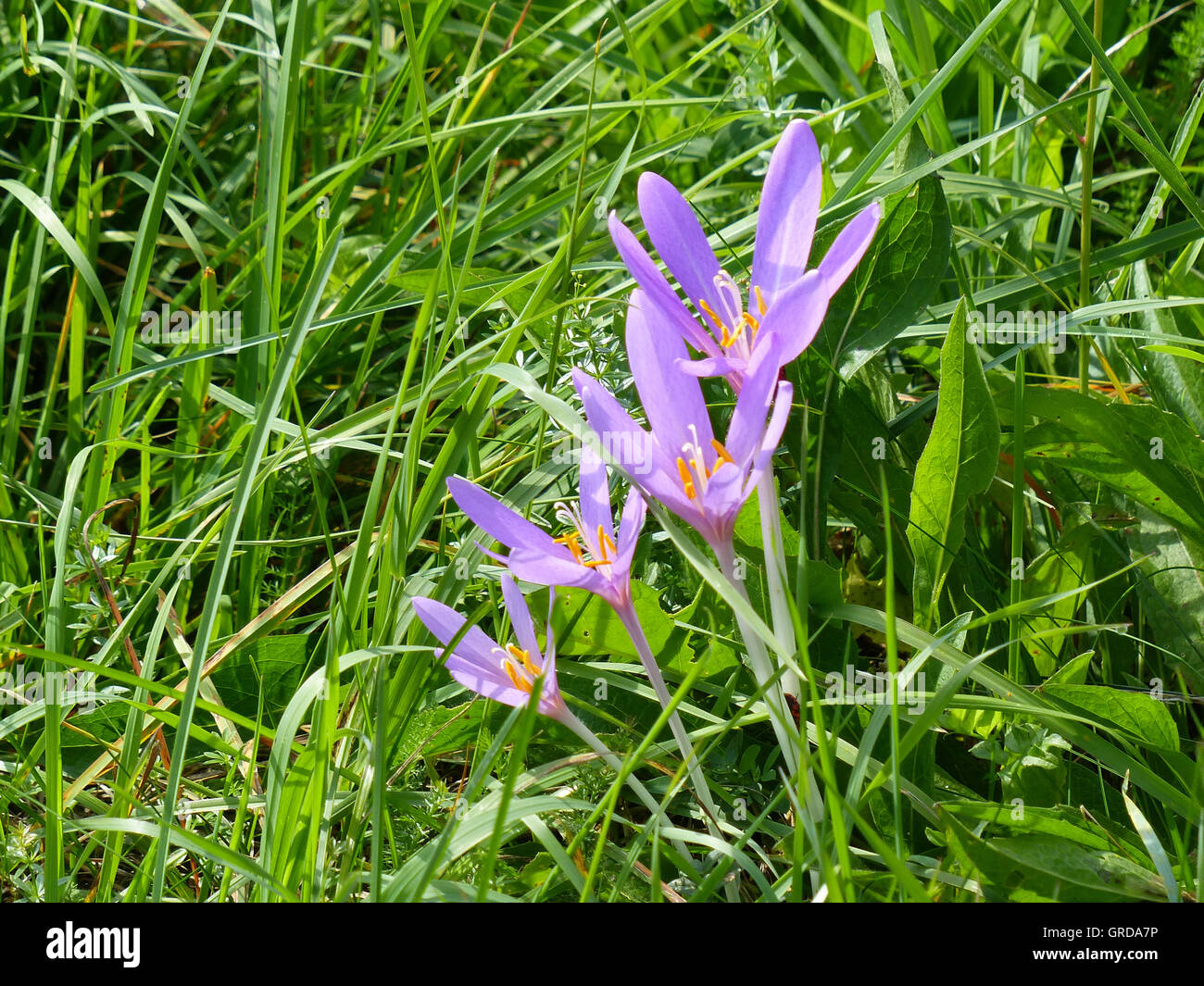 Blooming Meadow Saffrons, Colchicum Autumnale Stock Photo