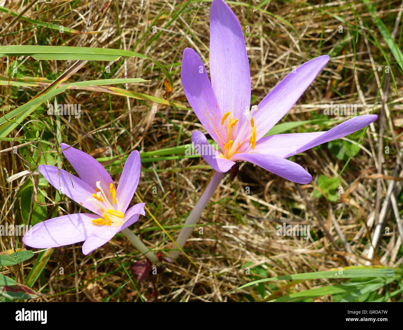 Blooming Meadow Saffrons, Colchicum Autumnale Stock Photo