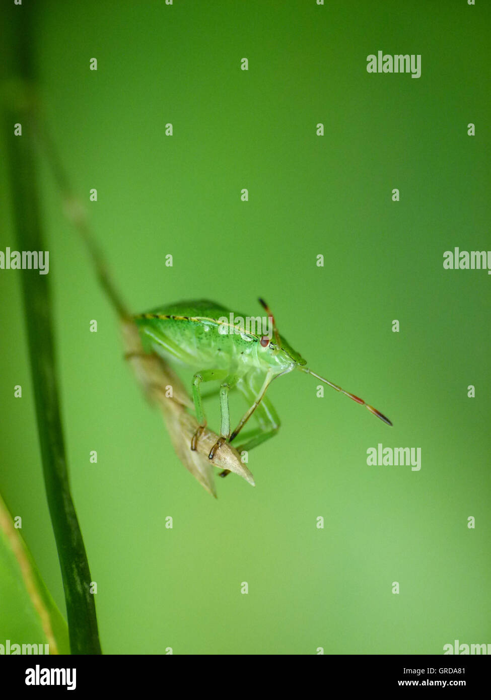 Green Shield Bug, Palomena Prasina Stock Photo