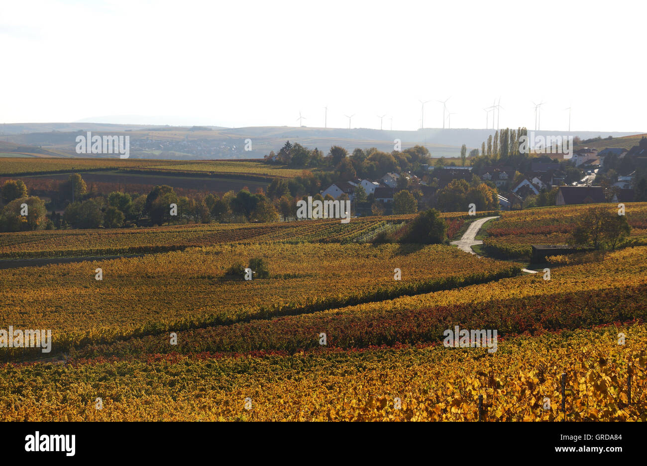 Wine Growing District Rhinehesse, Spiesheim, Germany Stock Photo