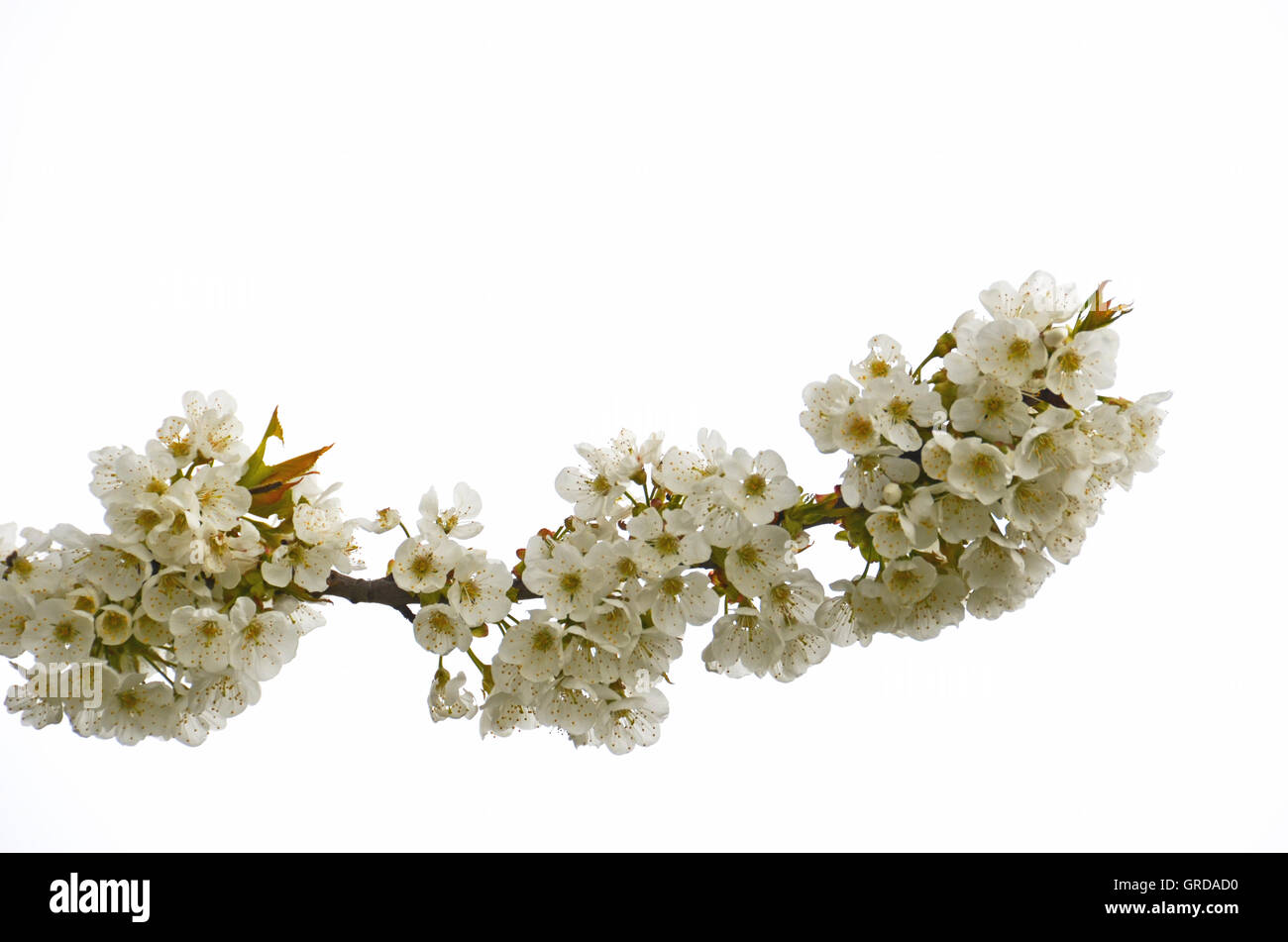 Blooming Branch Of A Cherry Tree With White Background Stock Photo