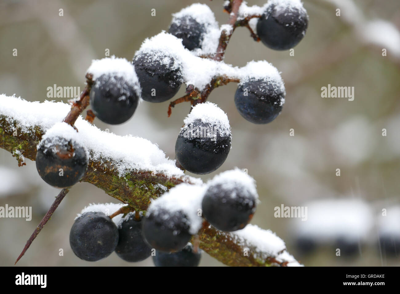Ripe Sloes With Coldness And Snow Stock Photo