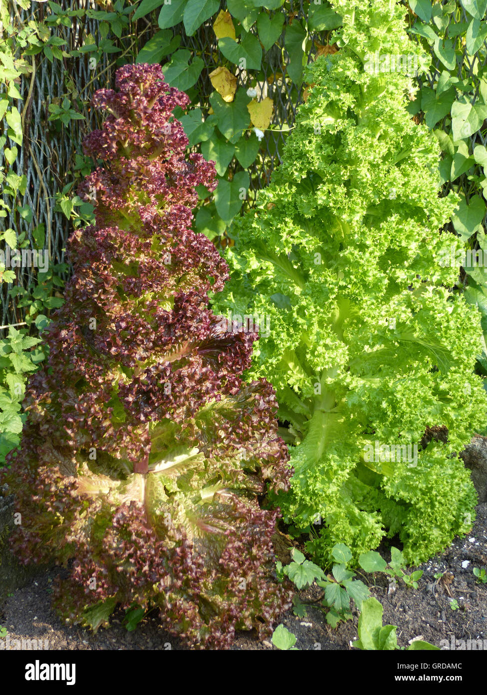 Lanky Salad Stock Photo