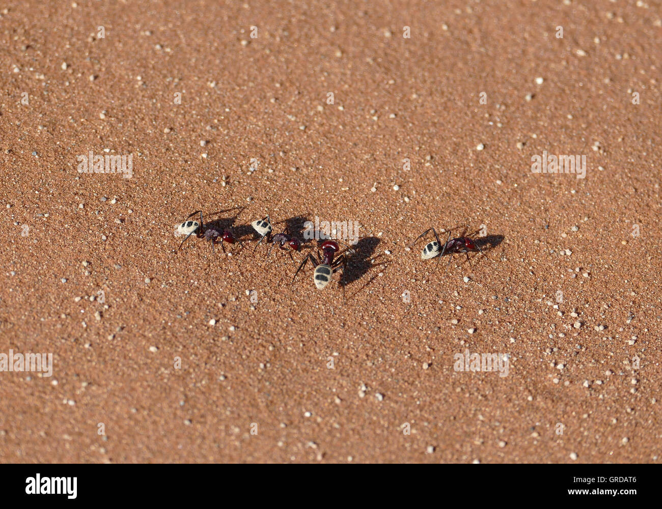 Termites On Sand, Isoptera Stock Photo