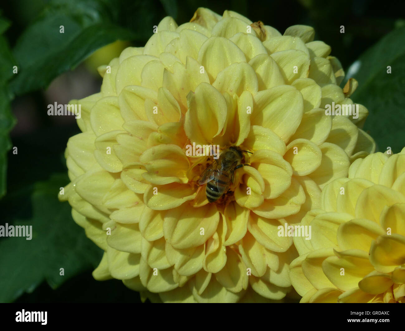 Yellow Dahlia, Pompon Dahlia With Honeybee, Apis Mellifera Stock Photo