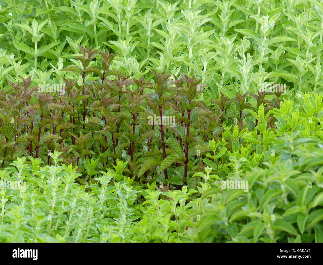 Various Kinds Of Mint Stock Photo - Alamy