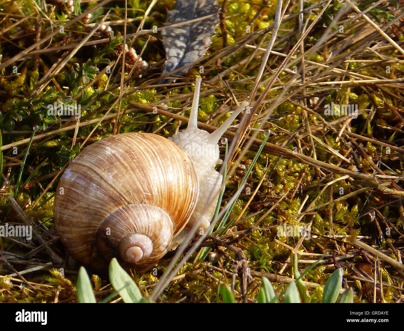 Grapevine Snail, Snail Mail Symbol Stock Photo