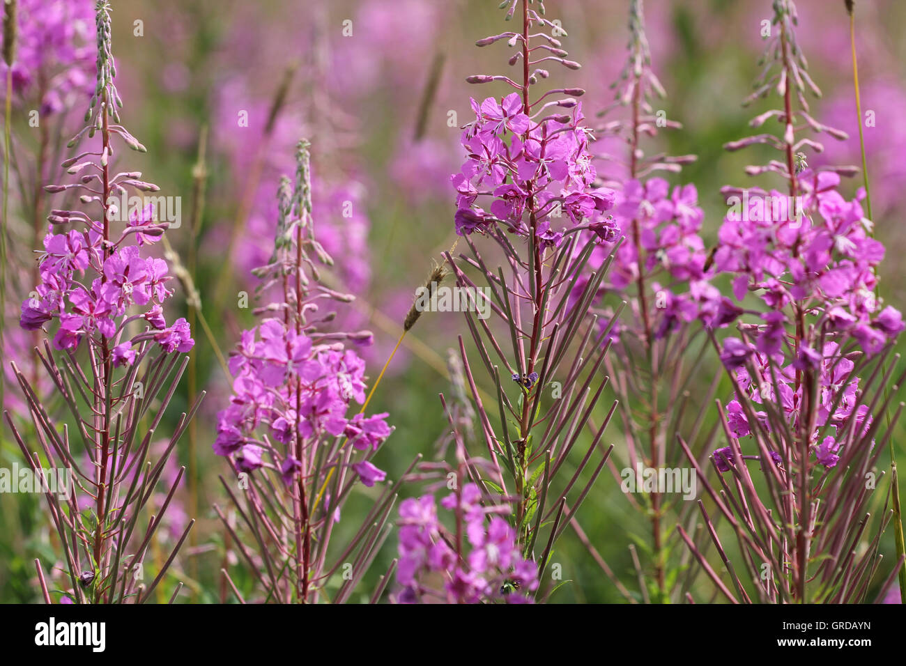 Blooming Rosebay Willow-Herb, Epilobium Angustifolium Stock Photo