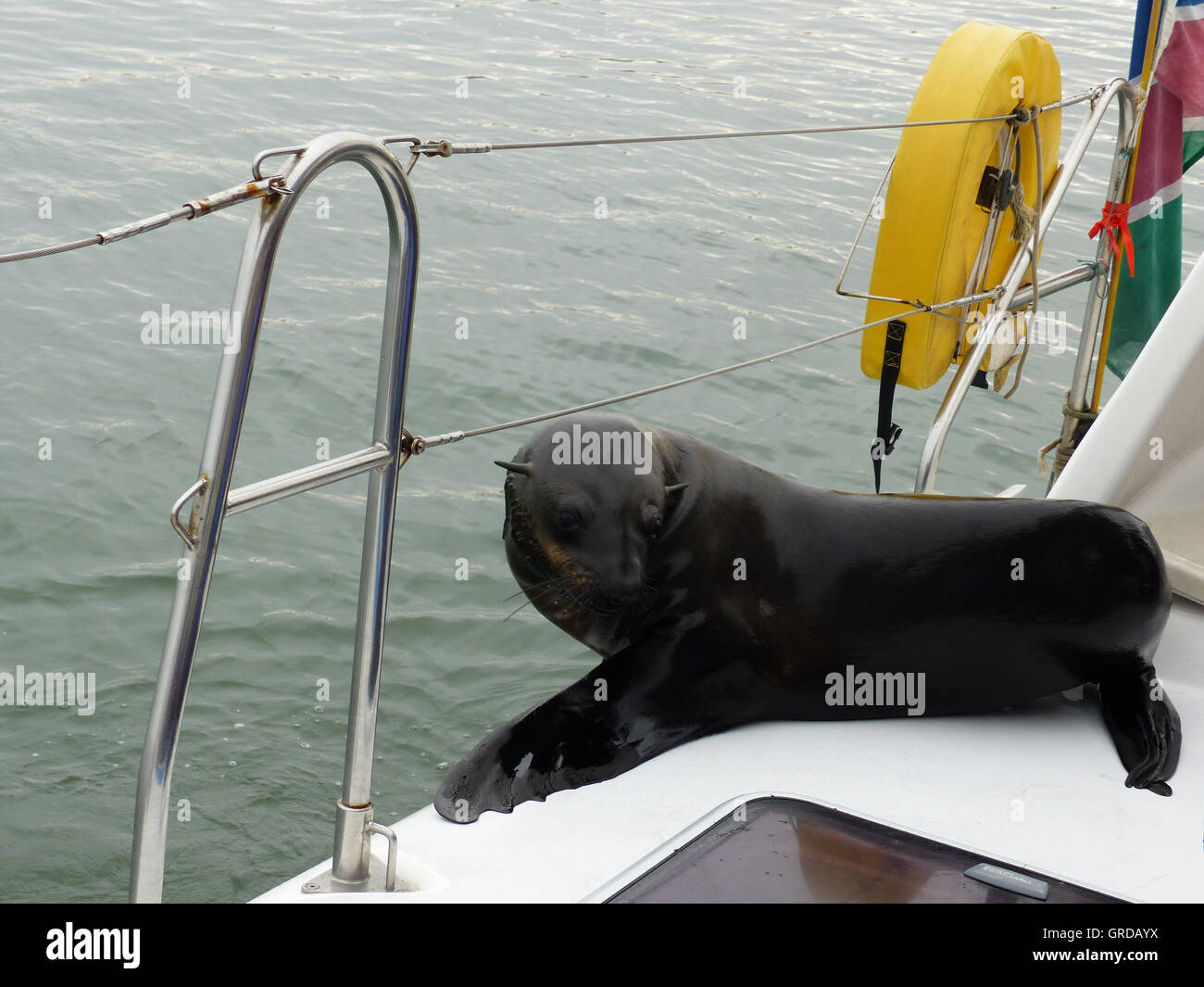 Seal On A Boat Stock Photo Alamy