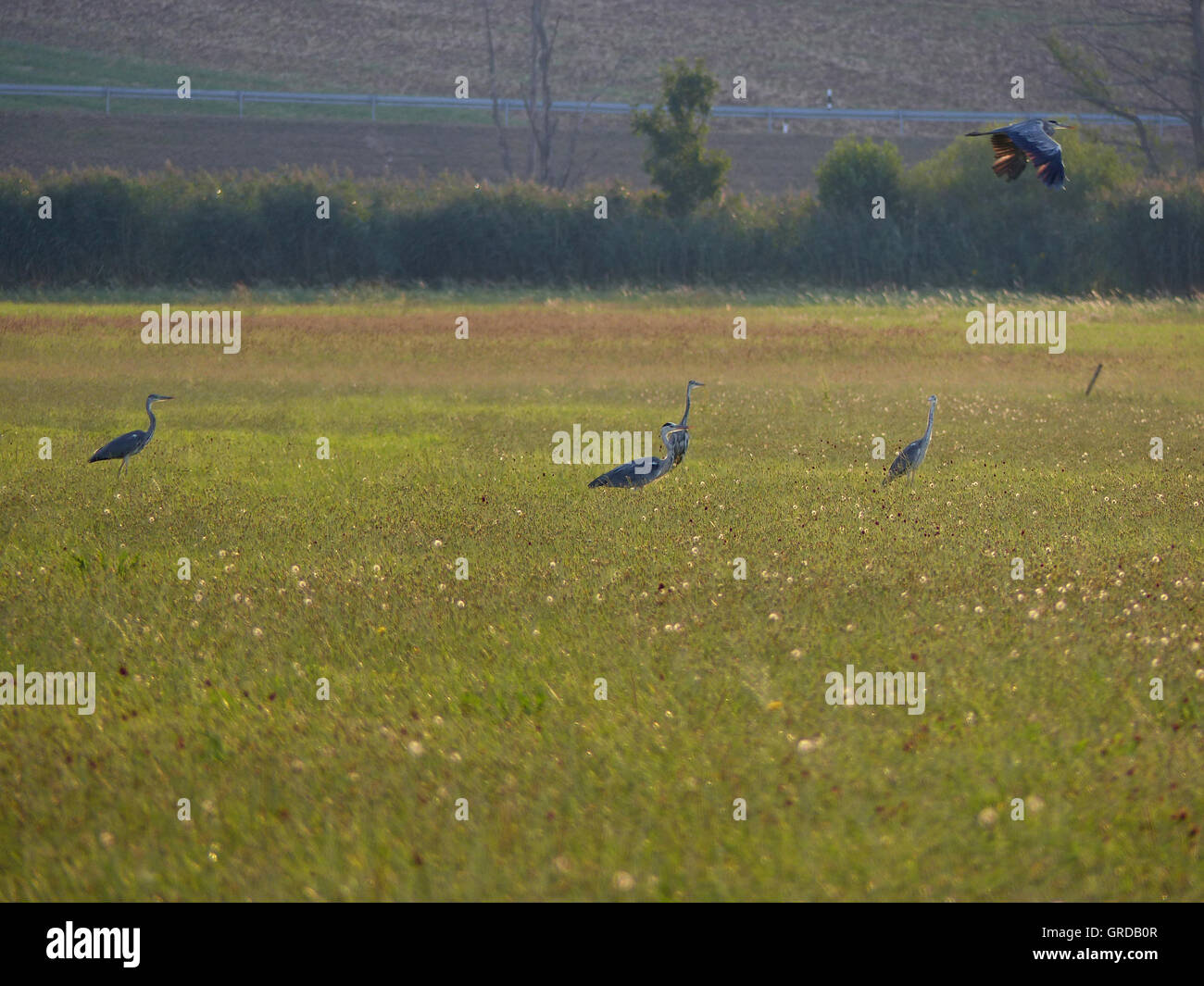 Some Grey Herons Standing On A Meadow In Itzgrund, Upper Franconia Stock Photo