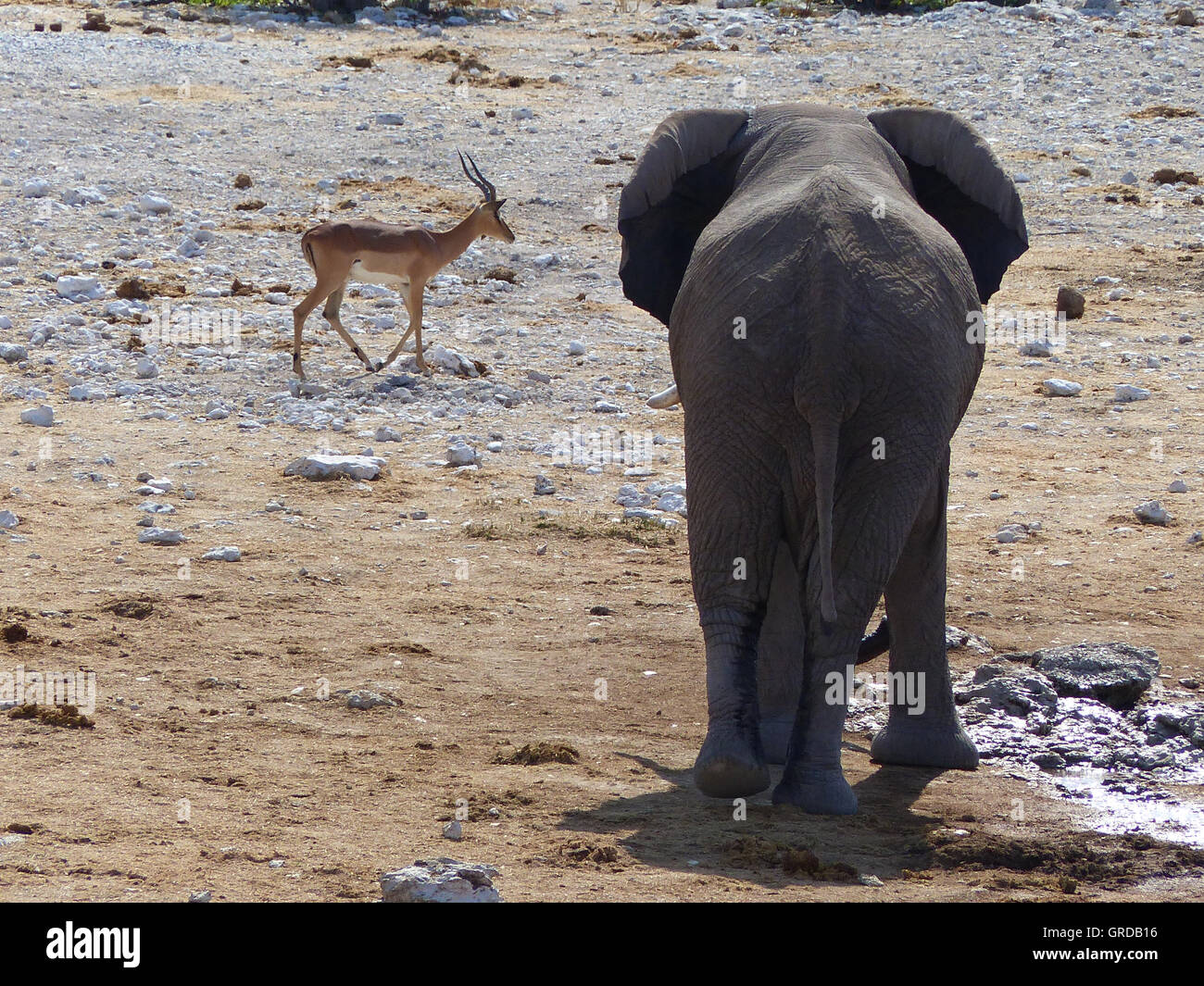 African Elephant And Springbok Stock Photo