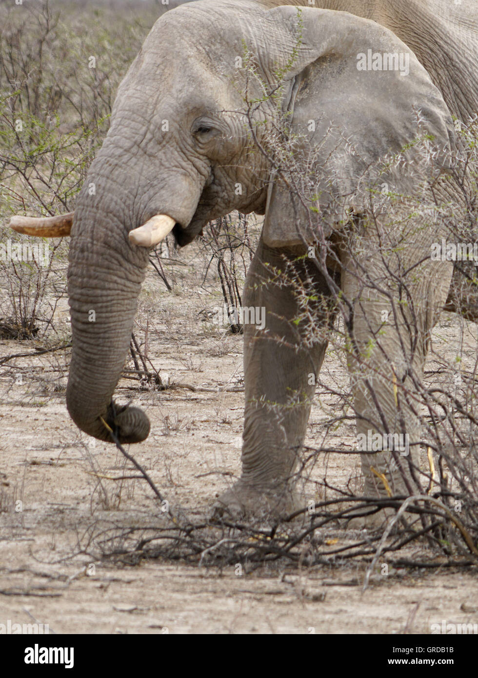 African Elephant, Bull Elephant Stock Photo