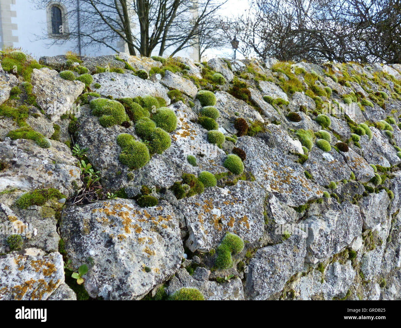 Moss Cushions On A Stone Wall, Behind The Wall There Is A Church Stock Photo