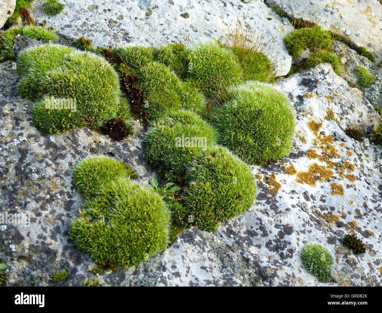 Moss Cushions On A Stone Wall Stock Photo