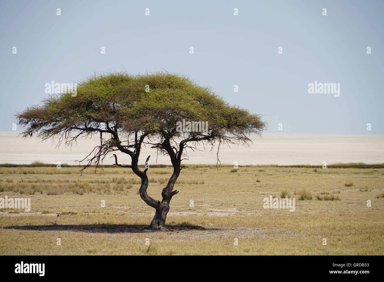 Acacia Tree In The Etosha Pan Namibia Stock Photo Alamy acacia-tree-in-the-etosha-pan-namibia-stock-photo-alamy