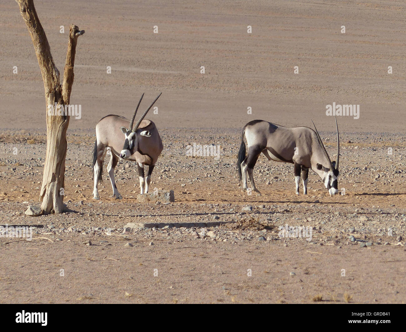 Oryxes, On The Edge Of The Desert Namib, Namibia Stock Photo