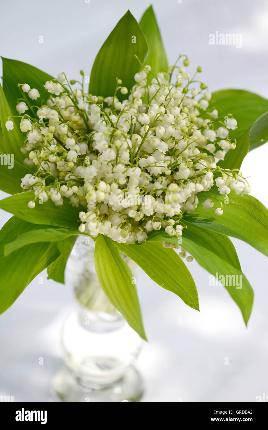 Lily Of The Valley, Convallaria Majalis, Toxic Plant Stock Photo Alamy