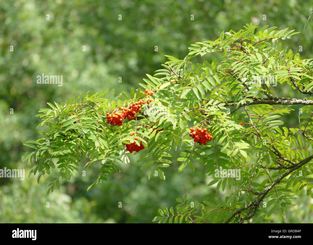 Rowan Tree, Rowan Berries Stock Photo Alamy