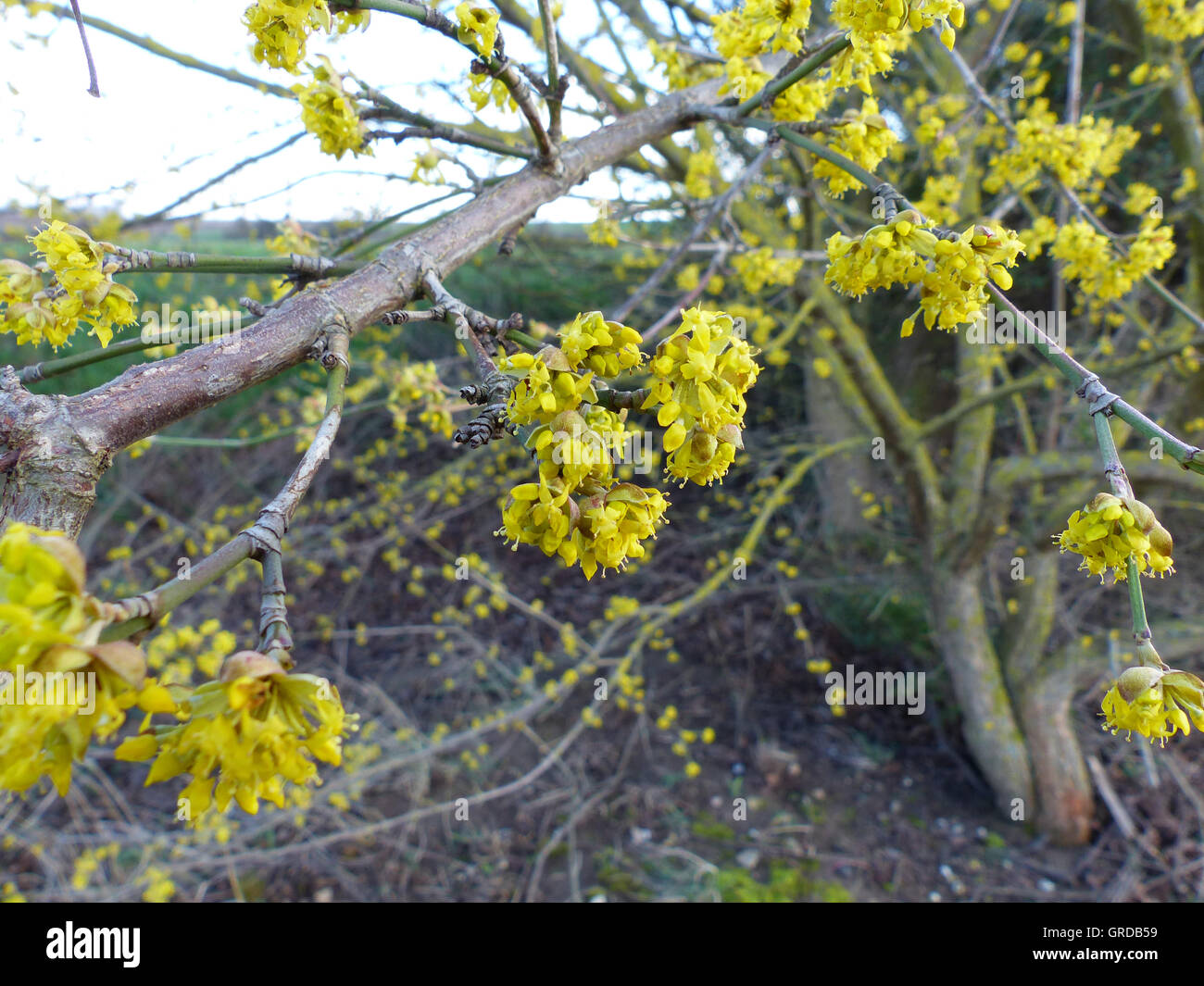 Cornel tree hi-res stock photography and images - Alamy