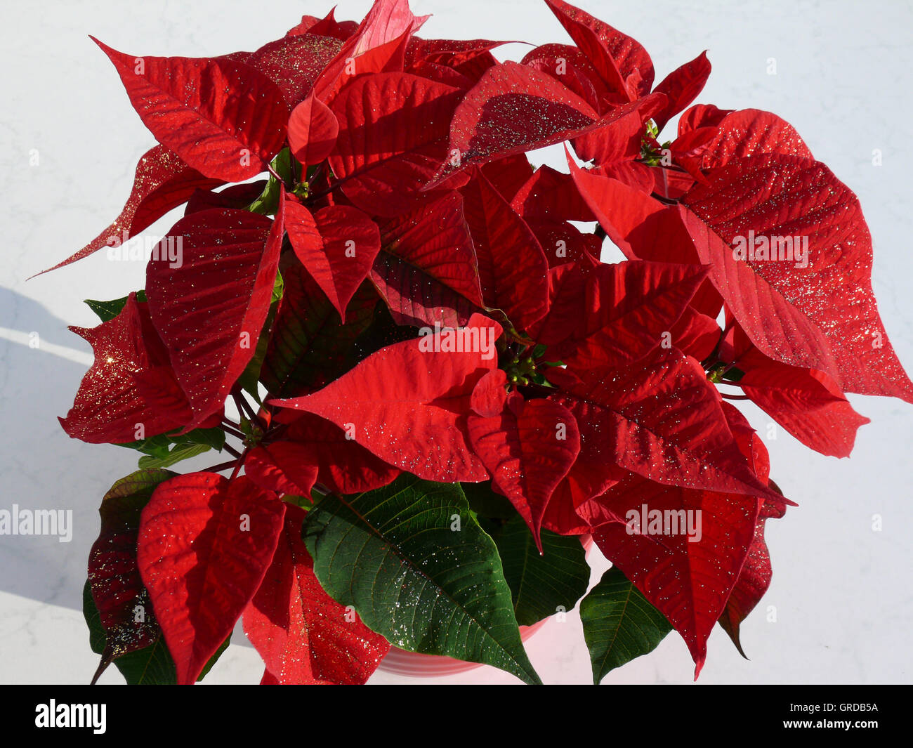 Red Poinsettia Euphorbia Pulcherrima Stock Photo Alamy