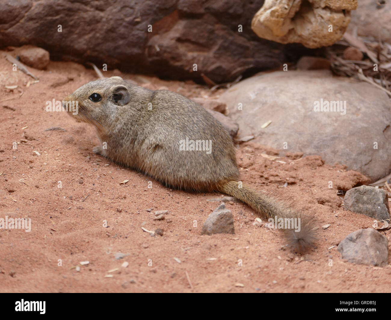 Petromus typicus hires stock photography and images Alamy