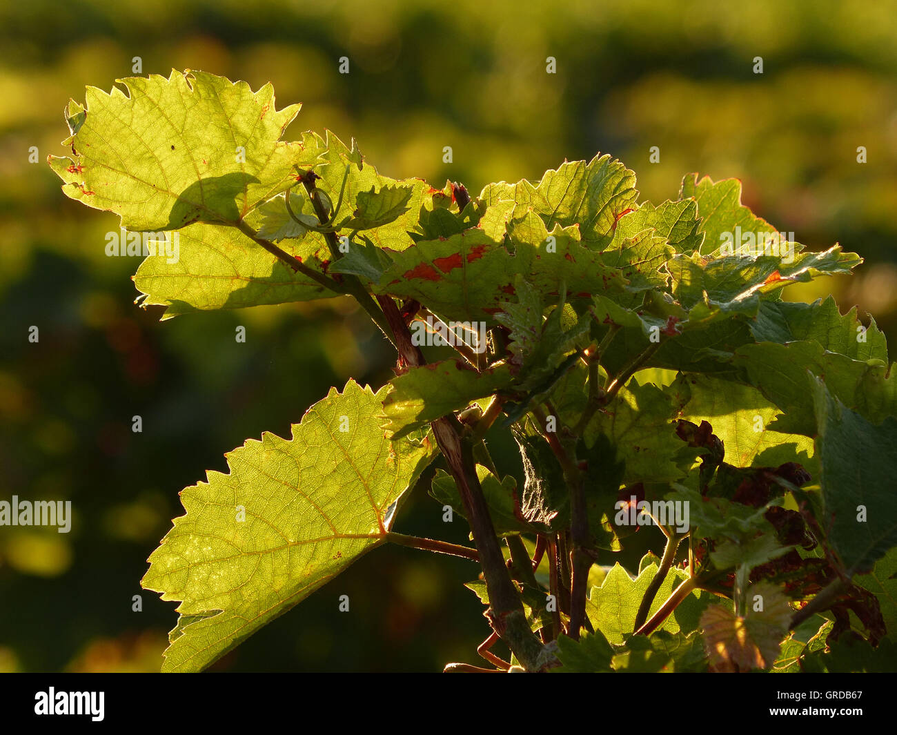 Vine Leaves On The Vine In Backlit Stock Photo Alamy