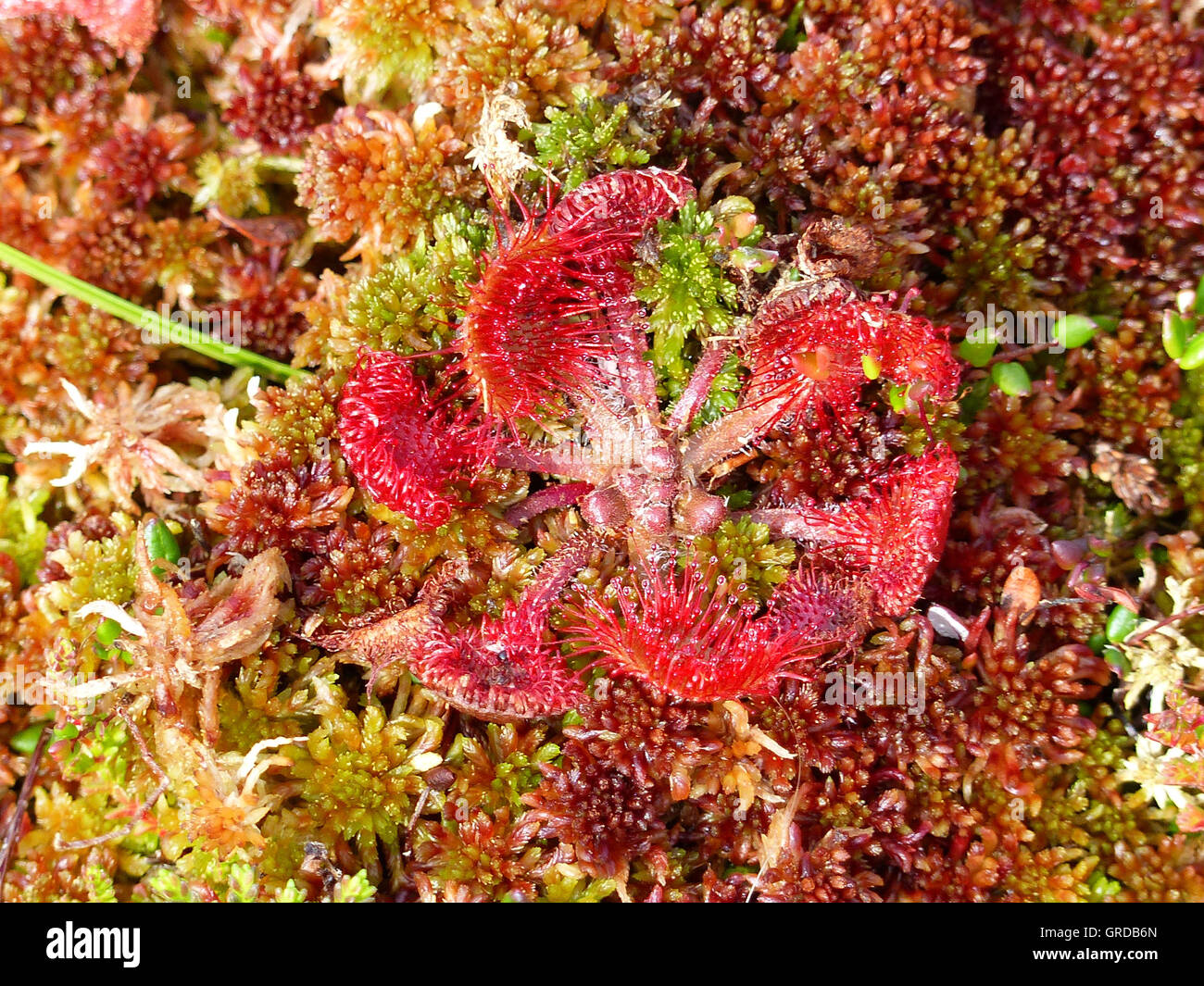 Carnivorous plants macro photography hires stock photography and