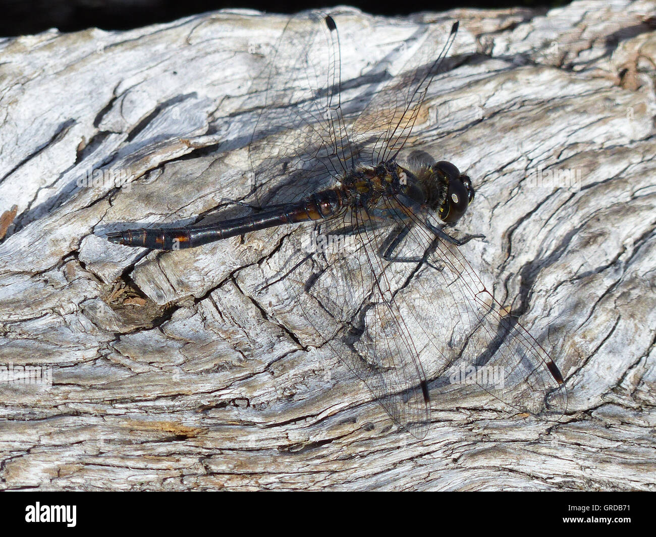 Dragonfly, Matured Female Of The Little White-Faced Darter, Leucorrhinia Dubia Stock Photo