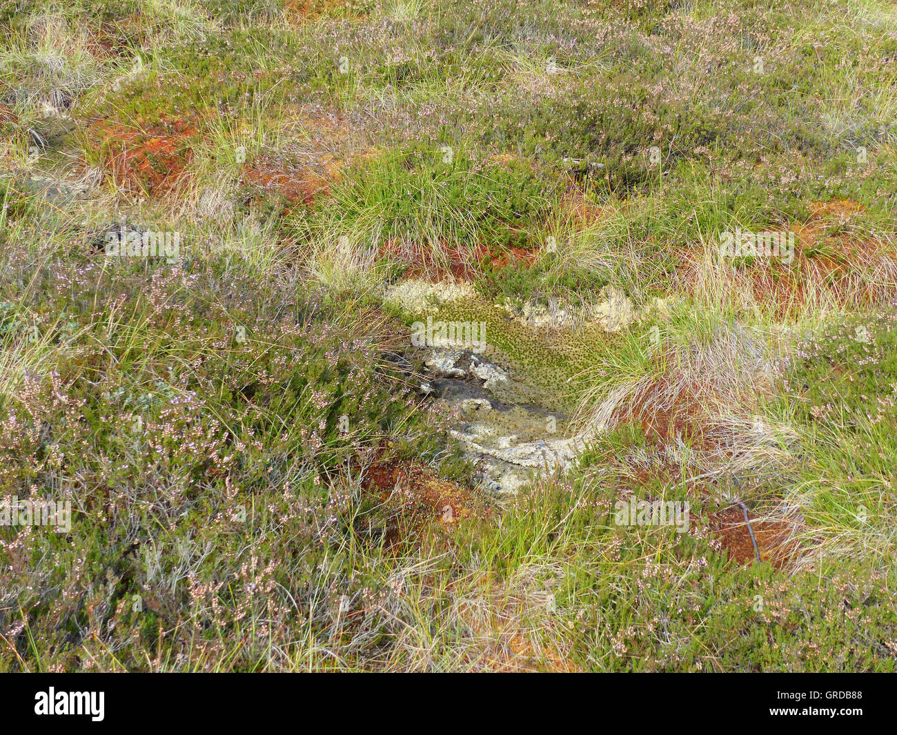 Black Moor In The Rhoen, Morass And Moor Vegetation Stock Photo Alamy