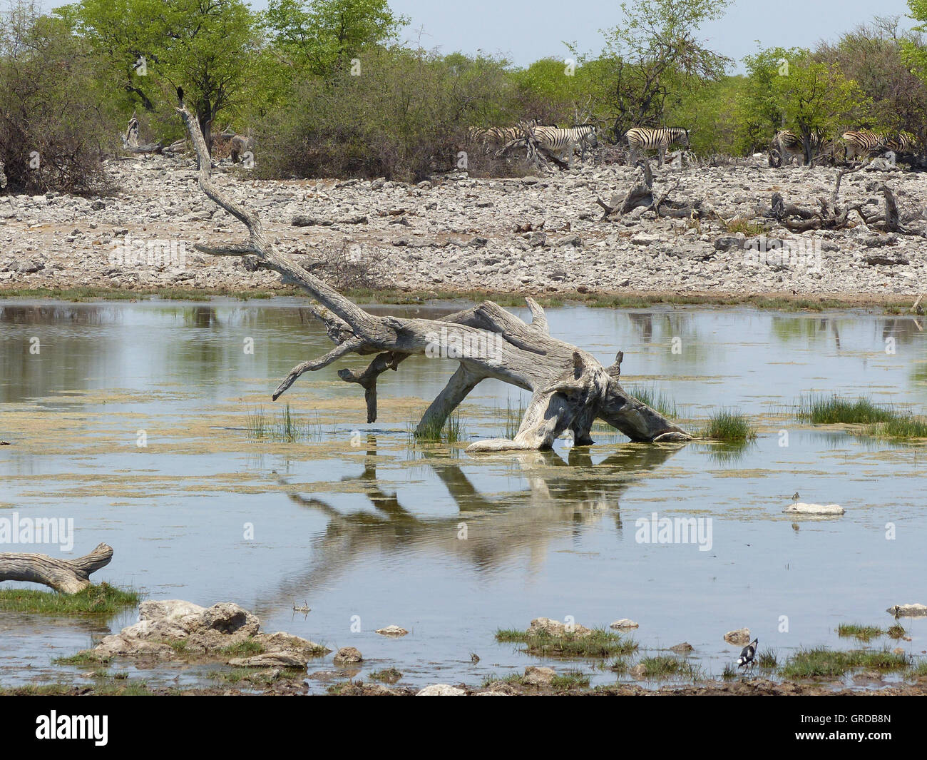 Waterhole With Bizarre Branch And Behind Of It There Is A Herd Of Zebras, Namibia Stock Photo
