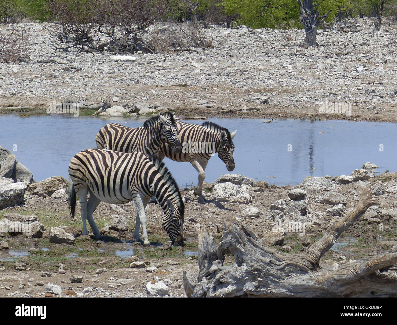 Zebras At A Waterhole, Namibia Stock Photo