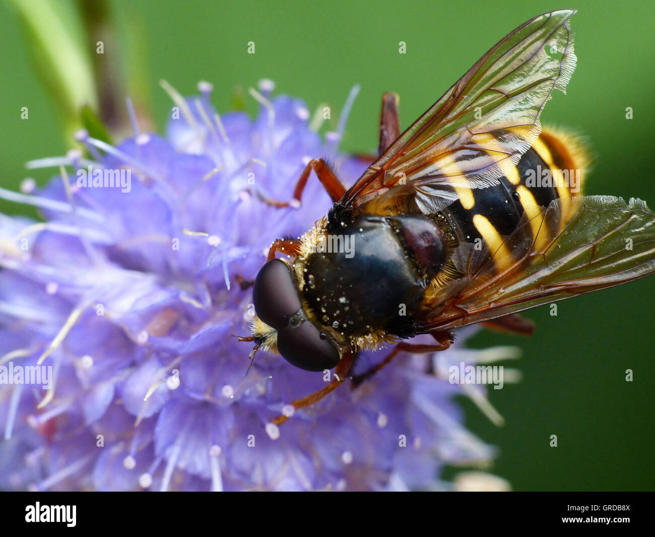 Hoverfly, Syrphidae, Nibbling From Violet Flower Stock Photo