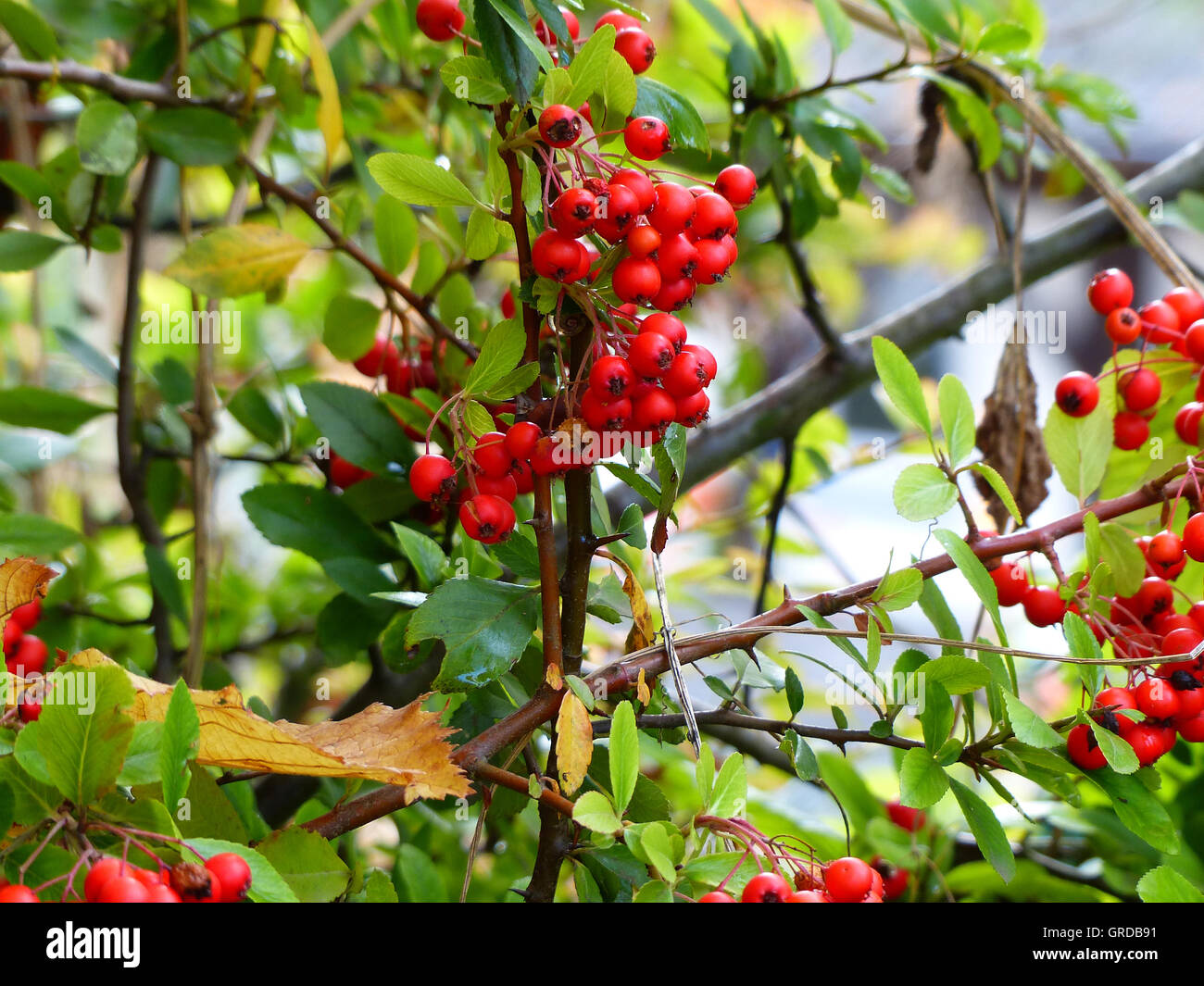 Ripe Rowan Berries On Rowan Tree Stock Photo Alamy