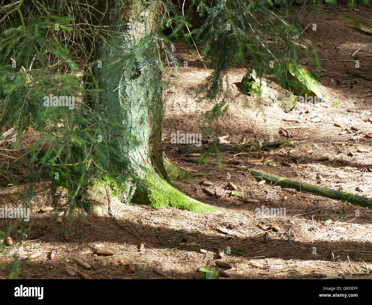 Spruce In The Forest, Partial View Of Trunk, Branches, Forest Floor Stock Photo