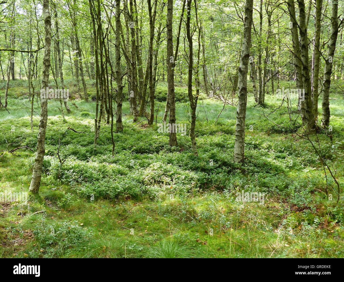 Downy Birch Trees, Grasses, Blueberry Plants In The Red Moor, Rhoen, Hesse, Germany, Europe Stock Photo