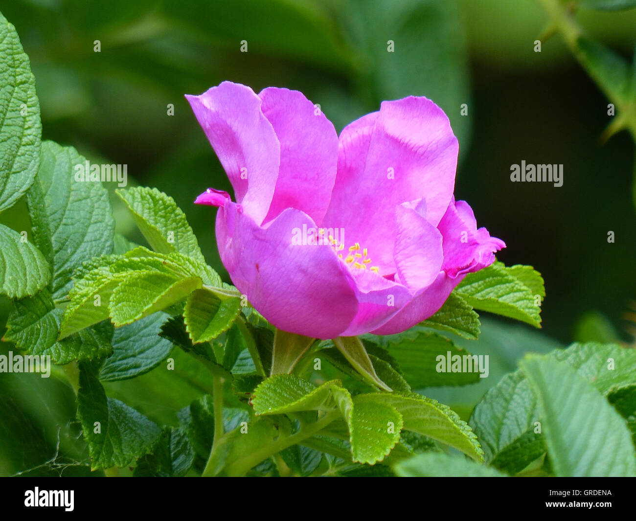 Dog Rose Blossom In Pink Stock Photo