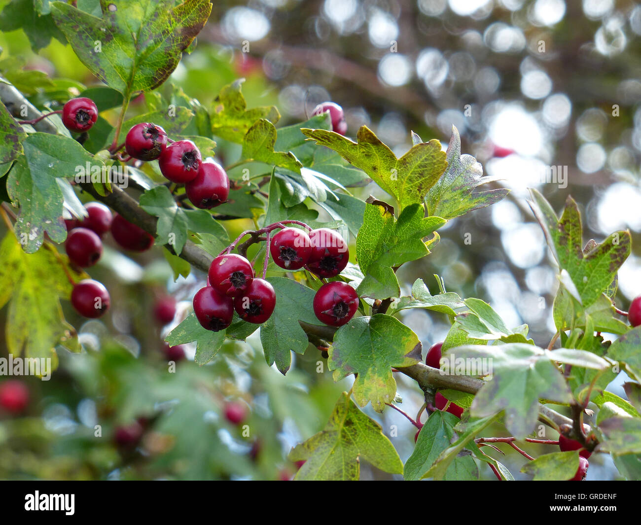 Ripe Red Berries Of Whitethorn Stock Photo