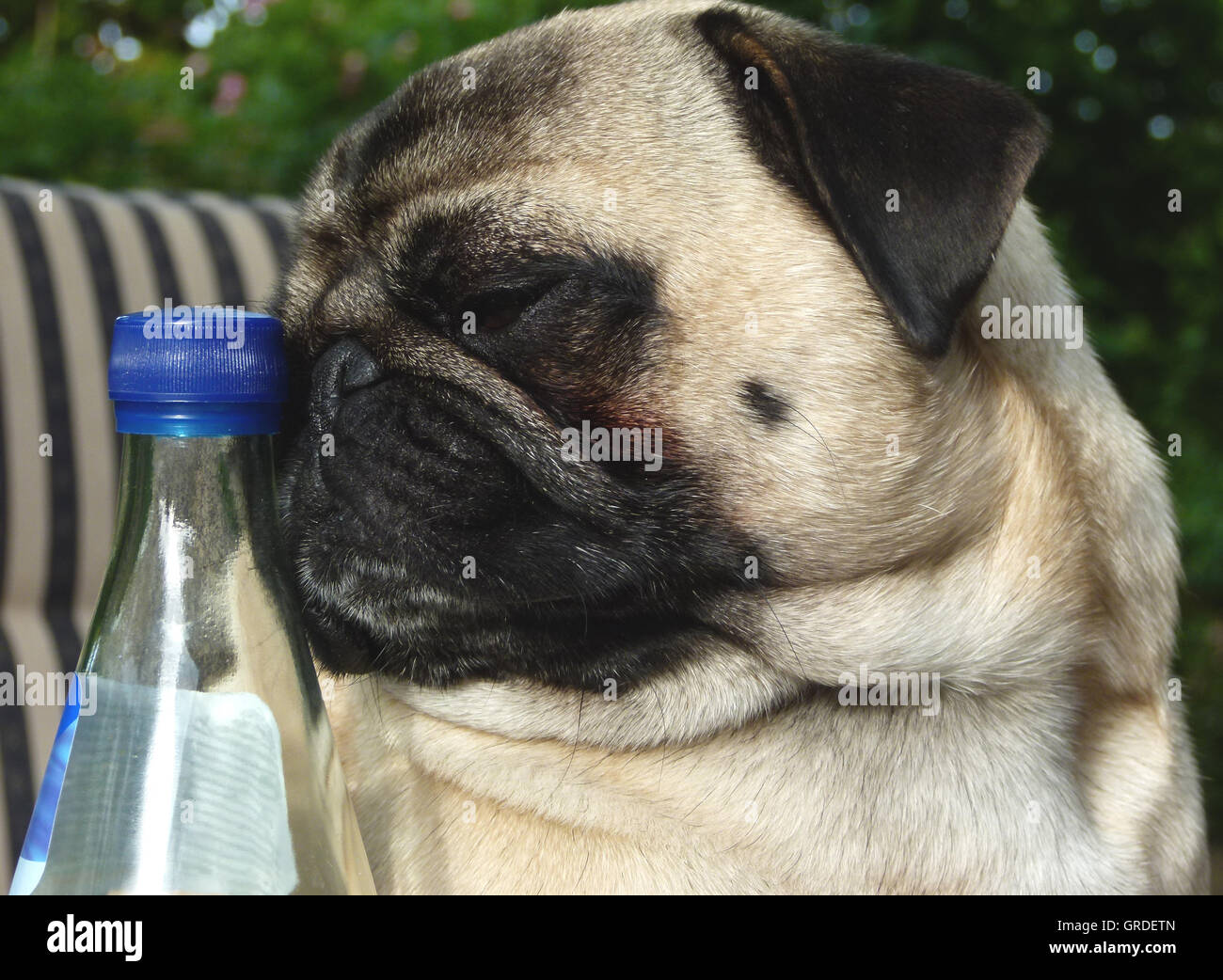 Beige Pug In Portrait Wants To Drink And Considers How To Open The Bottle Of Water Stock Photo