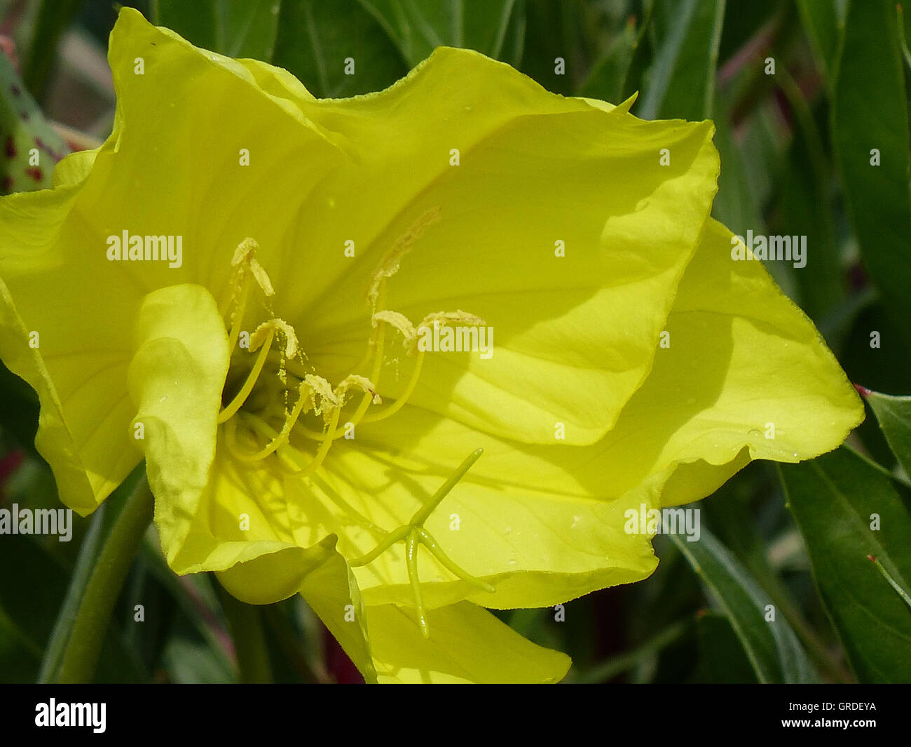 Exotic Yellow Flower Stock Photo Alamy