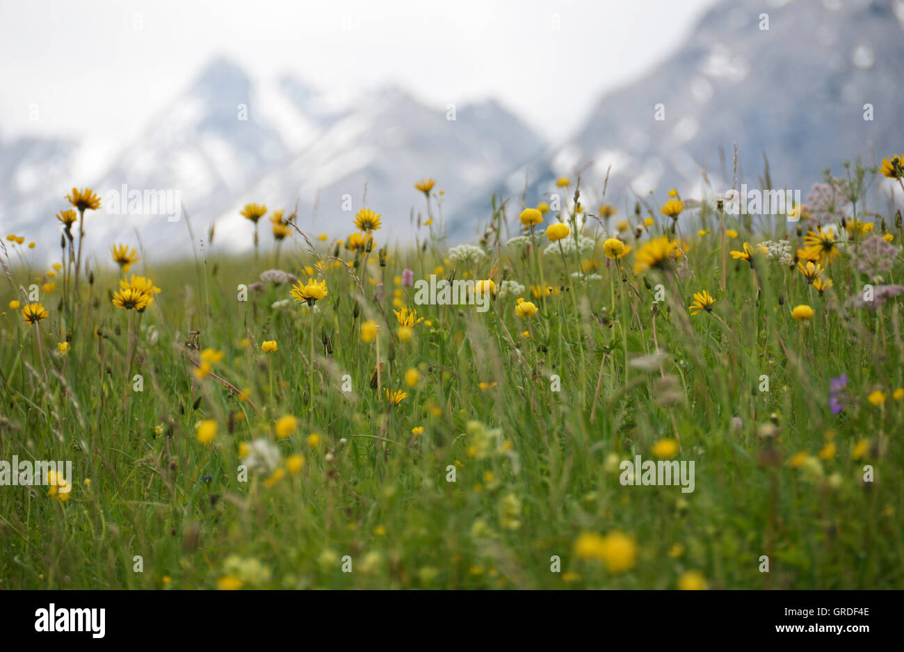 Mountain ,Eadow With Arnica, Globeflower, Tyrol, Austria, Europe Stock Photo