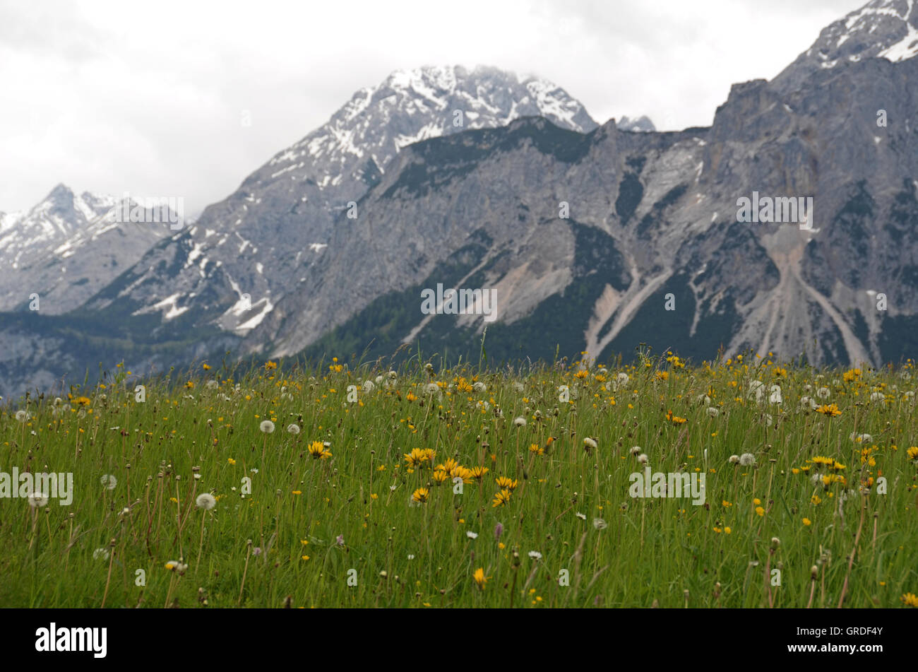 Mountain Meadow With Arnica In The Austrian Alps, Tyrol, Austria, Europe Stock Photo