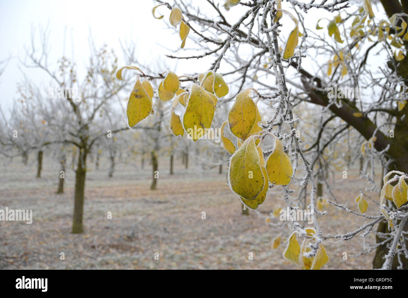 The First Frost, Broadleaf Tress And Some Yellow Leaves With Hoarfrost Stock Photo